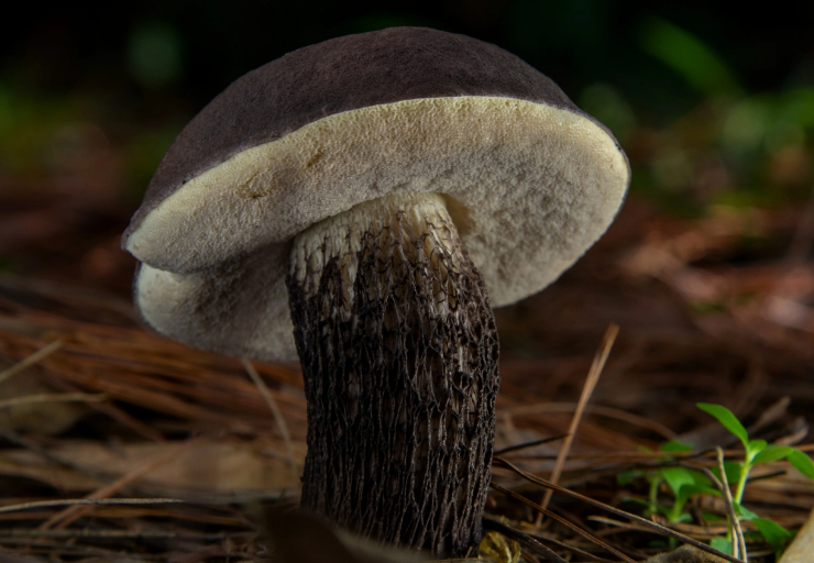 我国食用腐生菌领域菌株侵权第一案终审判决